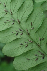 Diplazium doederleinii