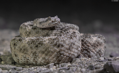 Speckled Rattlesnake