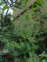 Salvia plebeia
