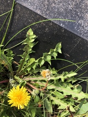 Taraxacum duplidentifrons