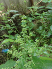 Salvia plebeia