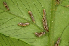 Diplazium doederleinii