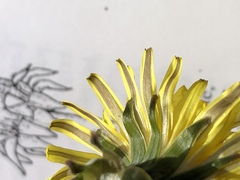 Taraxacum duplidentifrons
