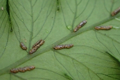 Diplazium doederleinii