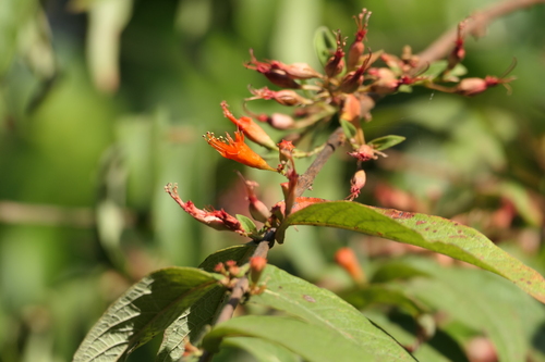 Woodfordia fruticosa