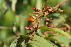 Woodfordia fruticosa