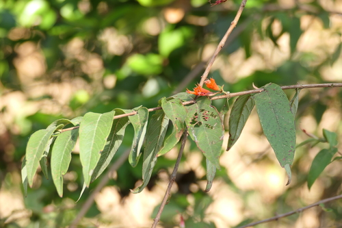 Woodfordia fruticosa, photograph 1
