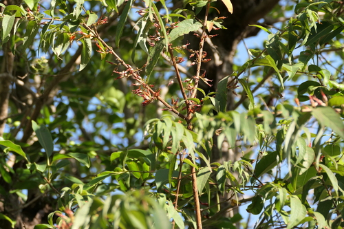 Woodfordia fruticosa, photograph 2