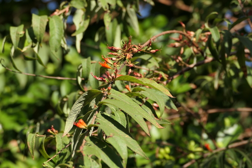 Woodfordia fruticosa, photograph 3