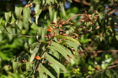 Woodfordia fruticosa, photograph (c) Dinesh Valke, some rights reserved (CC BY-SA)