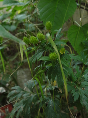 Ranunculus chinensis