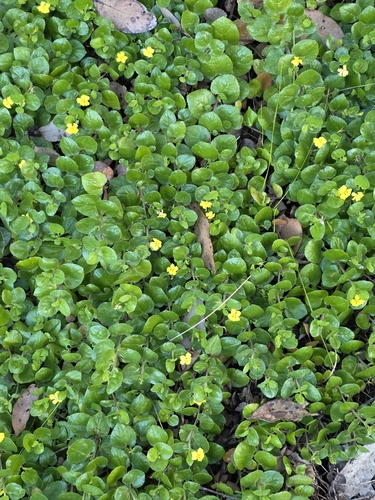 Goodenia humilis, photograph 2