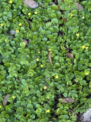 Goodenia humilis, photograph author not stated, no rights reserved