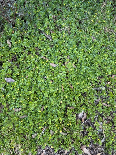 Goodenia humilis, photograph 3