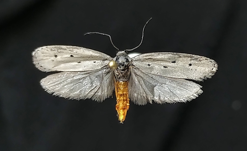 Gray Ethmia Moth