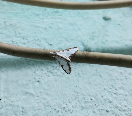 Cirrhochrista brizoalis