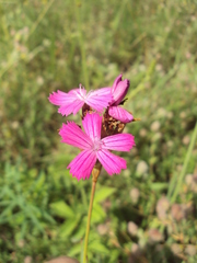 Dianthus membranaceus