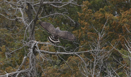 Broad-winged Hawk