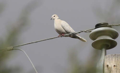 Eurasian Collared-Dove
