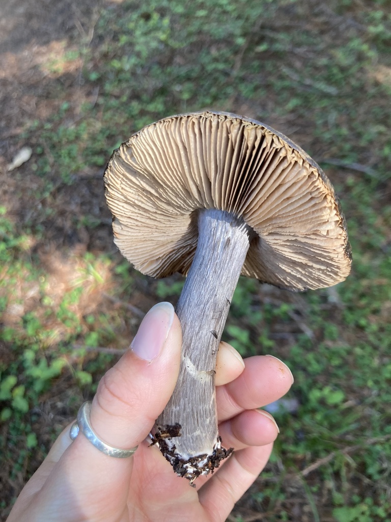 Midnight Entoloma
