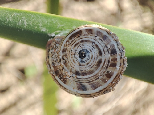 Theba pisana