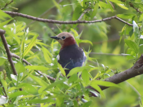 Chestnut-cheeked Starling (Agropsar philippensis), photo 4