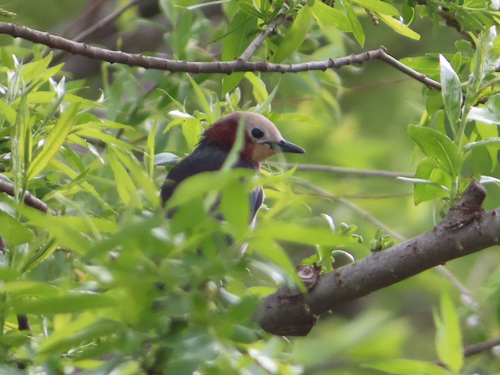 Chestnut-cheeked Starling (Agropsar philippensis), photo 5