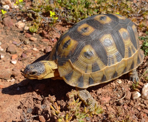 Chersina angulata