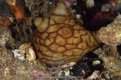 Coriocella