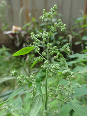 Chenopodium ficifolium