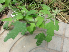 Chenopodium ficifolium