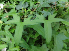 Calystegia hederacea
