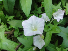 Calystegia hederacea