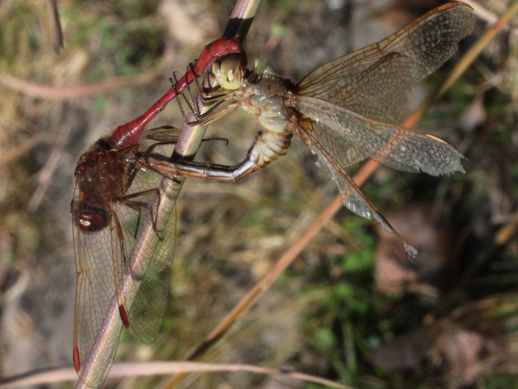 Saffron-winged Meadowhawk