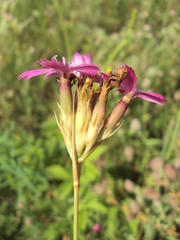 Dianthus membranaceus