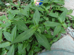 Persicaria hydropiper