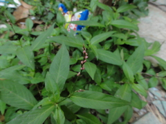 Persicaria hydropiper