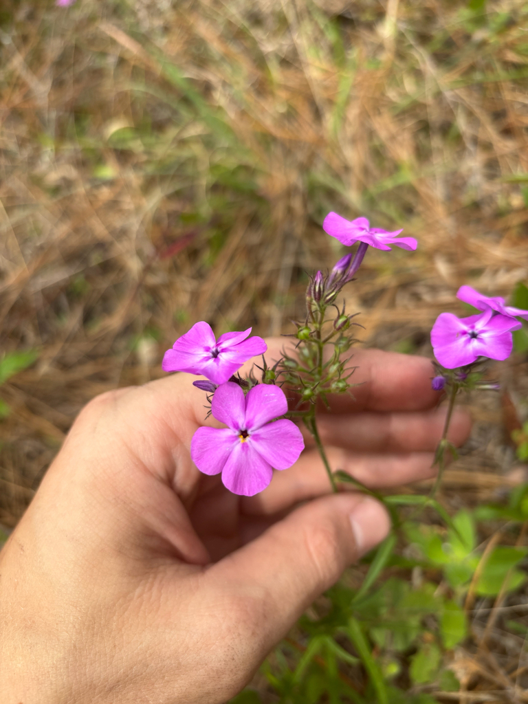 Florida phlox (Phlox floridana)