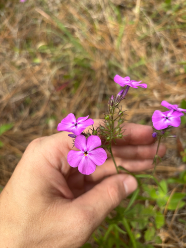Florida phlox (Phlox floridana)