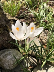 Crocus