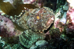 Scorpaena guttata
