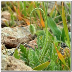 Papaver dubium stevenianum