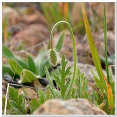 Papaver dubium stevenianum
