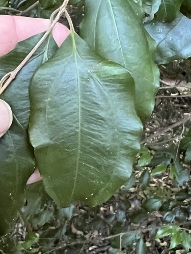 Rhodamnia acuminata, 2026-05-09