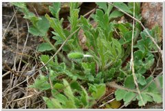 Papaver dubium stevenianum