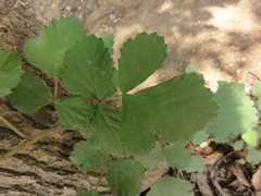 Rubus parvifolius