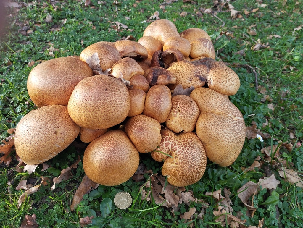 Gymnopilus junonius · May 2026 · photo: © geoffr (iNaturalist, cc0)