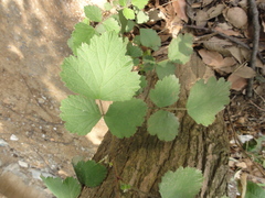 Rubus parvifolius
