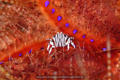 Zebrida adamsii