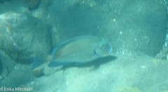 Acanthurus chirurgus